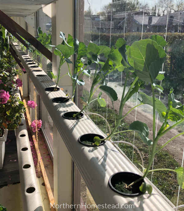 Indoor vs Outdoor Hydroponics: Easy Tips for Success 