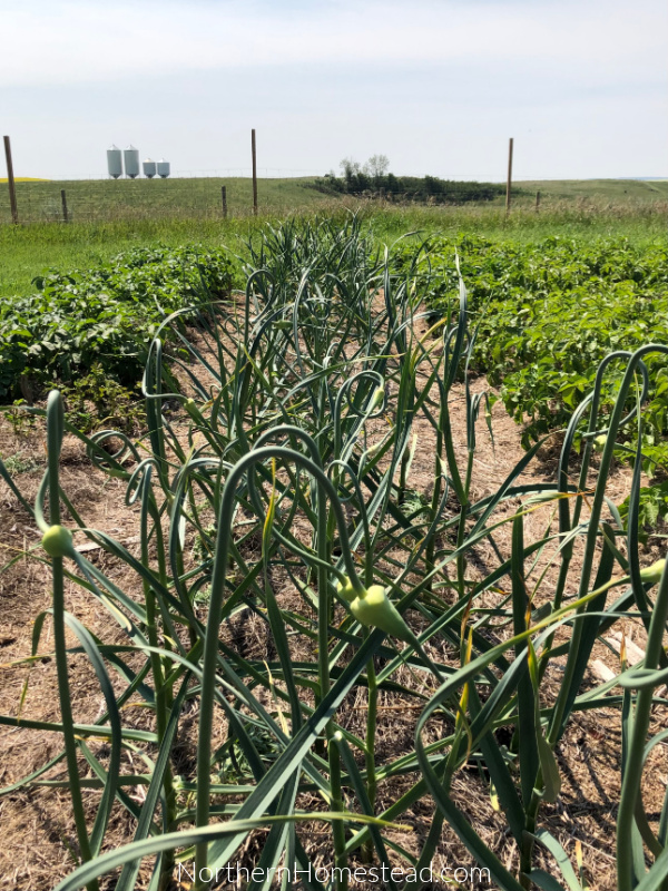 Garlic, a new addition to the country garden, thrived, despite our initial concerns about planting it outside our home garden. Typically, we keep it at home due to its fall planting requirement, but the experiment paid off.