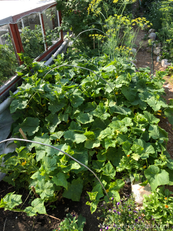 End-of-Season Garden Update for 2023: A Rollercoaster Year