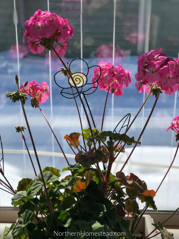 Growing and caring for geraniums