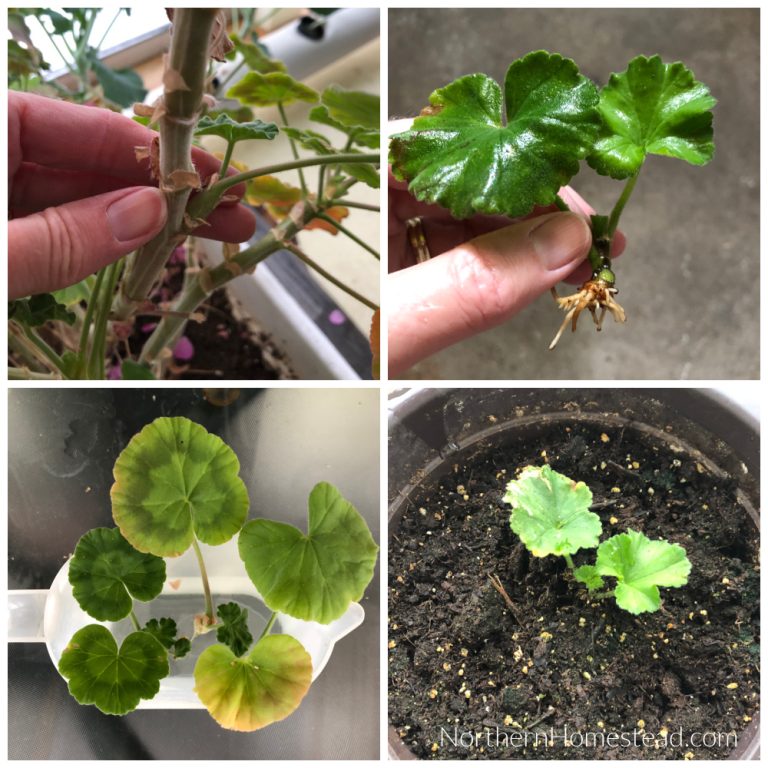 Growing and Caring for Geraniums A Simple Guide Northern Homestead