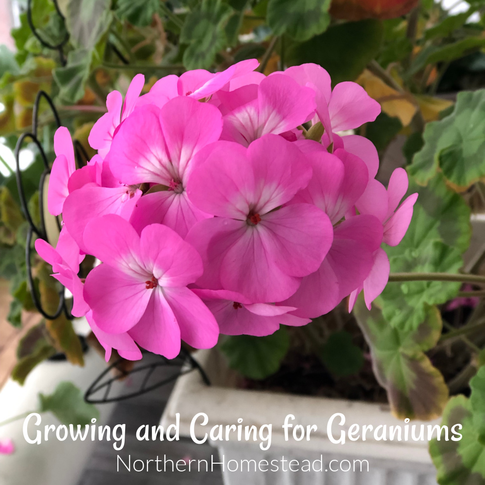 Growing and Caring for Geraniums