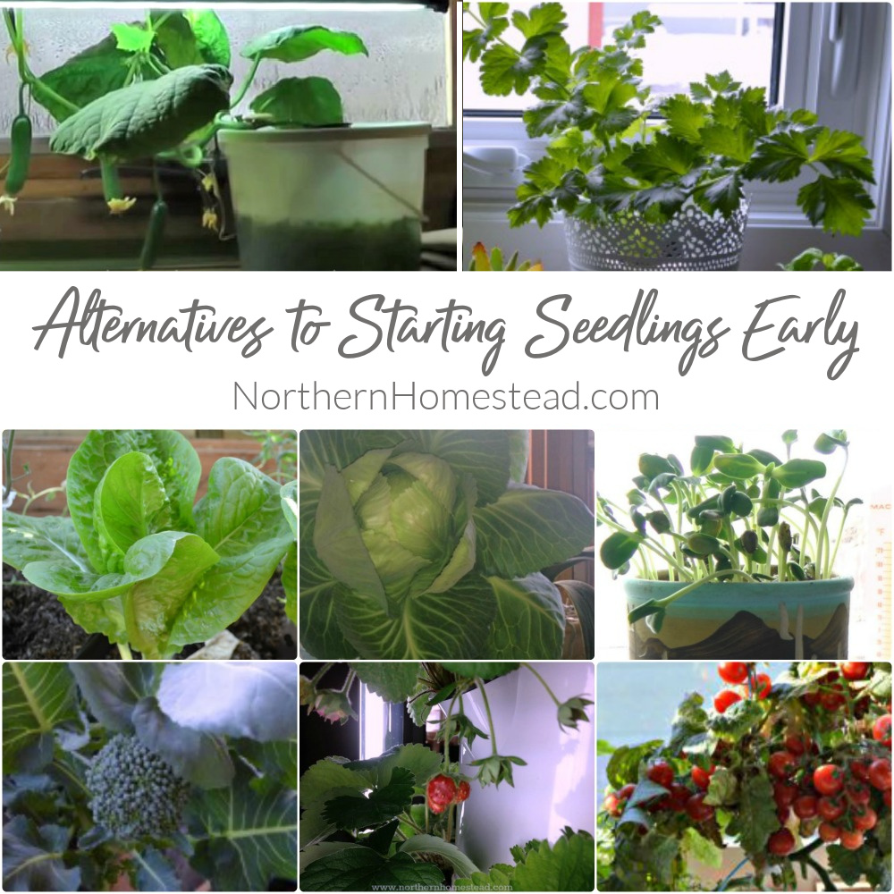 Exploring Alternatives to Starting Seedlings Early