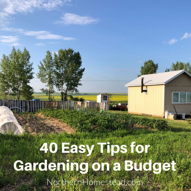 View of 40 Easy Tips for Gardening on a Budget - Northern Homestead