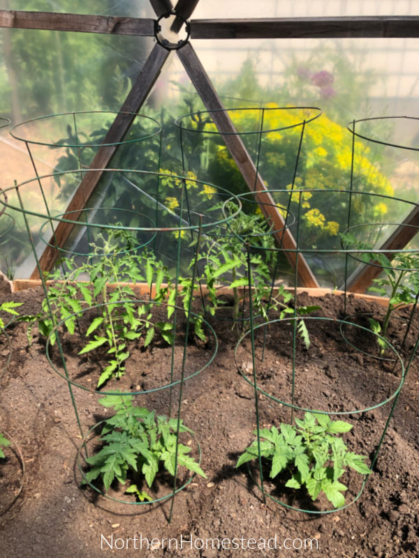 How to Support Tomato Plants