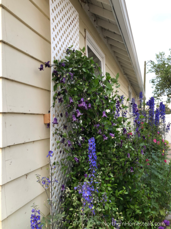 Easy lattice trellis for climbing plants