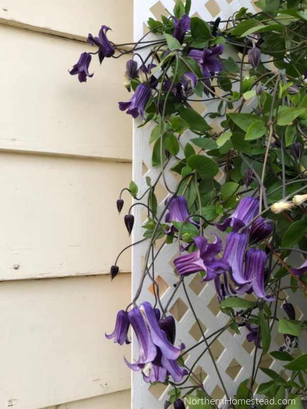 Easy lattice trellis for climbing plants