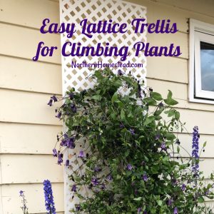 Easy lattice trellis for climbing plants