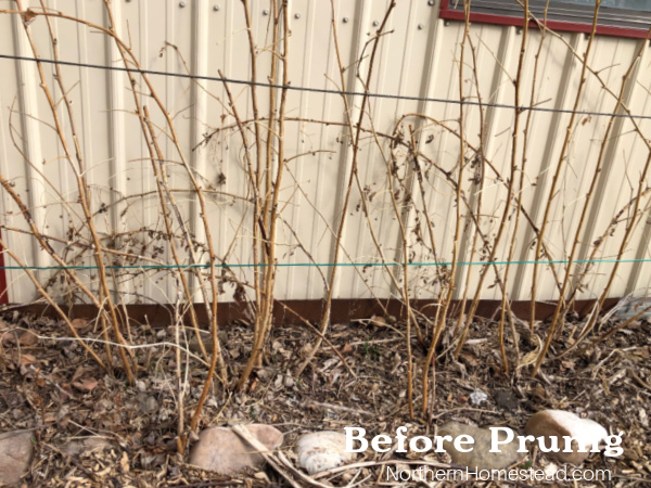 Pruning Raspberries