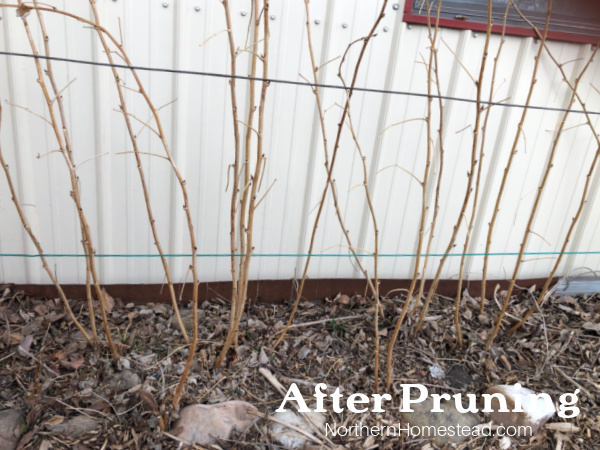 Pruning Raspberries