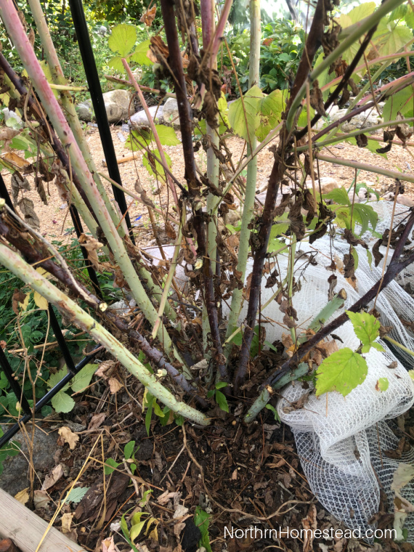 Pruning black raspberries
