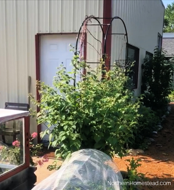 Pruning black raspberries
