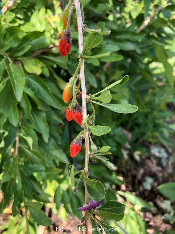 Growing superberries Aronia and Goji