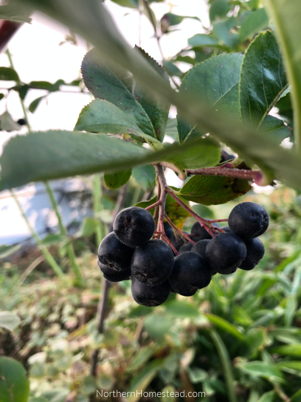 Growing superberries Aronia and Goji