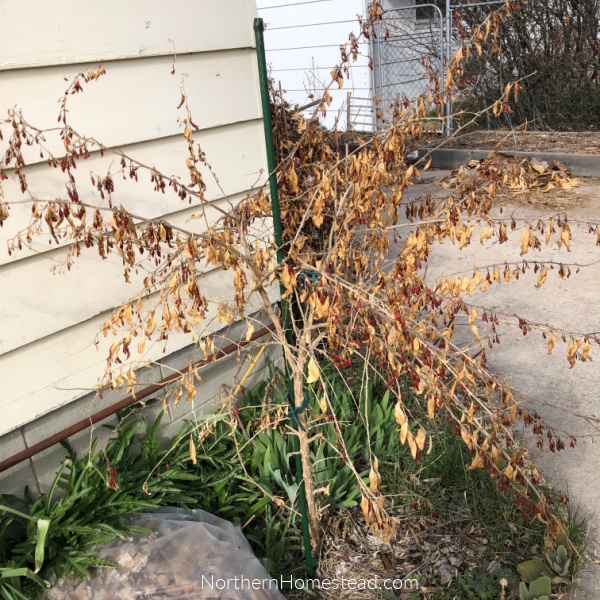 Growing superberries Aronia and Goji