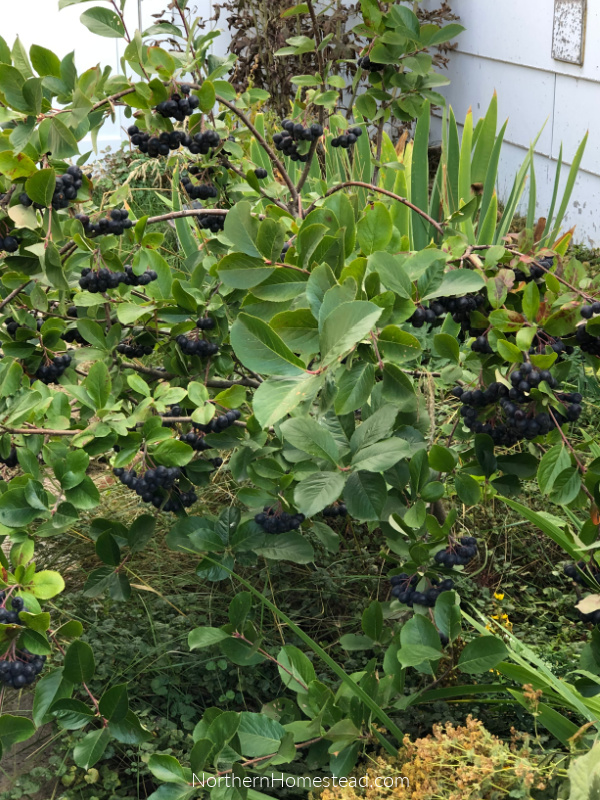 Growing superberries Aronia and Goji