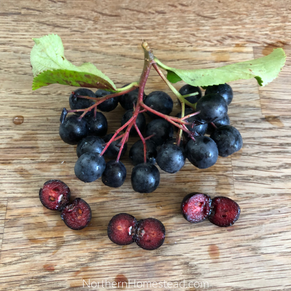 Growing superberries Aronia and Goji