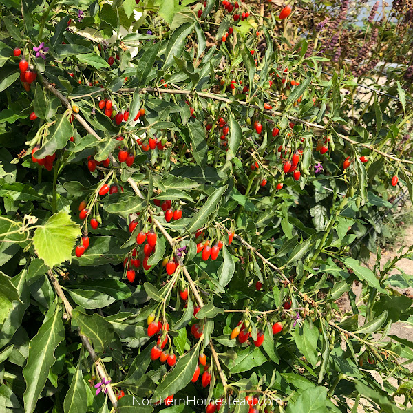 Growing superberries Aronia and Goji