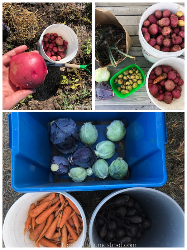 Country garden harvest 2024