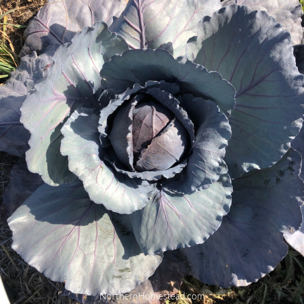 Red cabbage