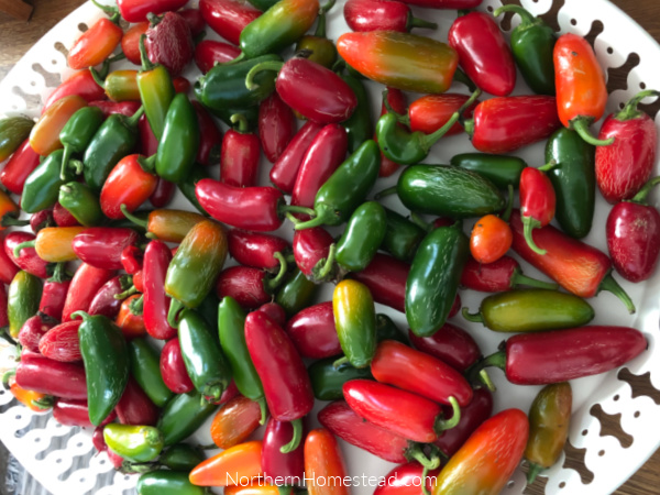 Peppers in the tower garden