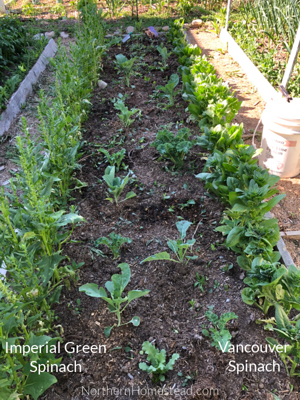 Spinach variety matters 