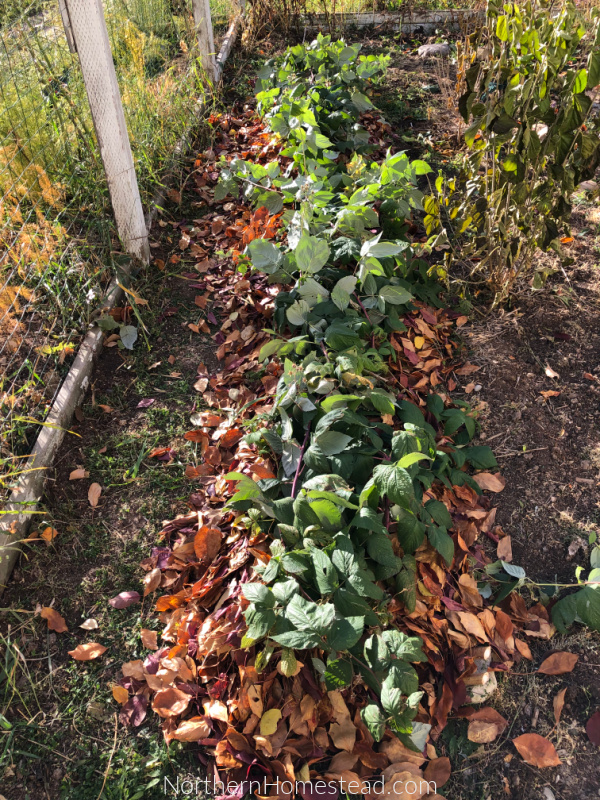 Preparing the garden for winter