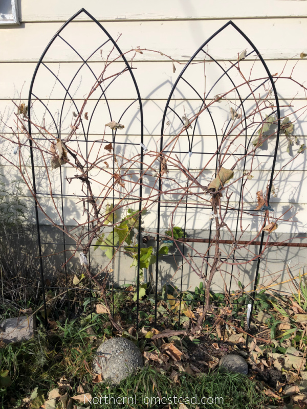 Pruning cold hardy grapes