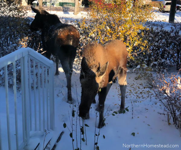 Preparing Fruit Trees for Winter in a Cold Climate