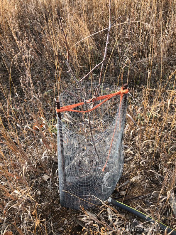 Preparing Fruit Trees for Winter in a Cold Climate