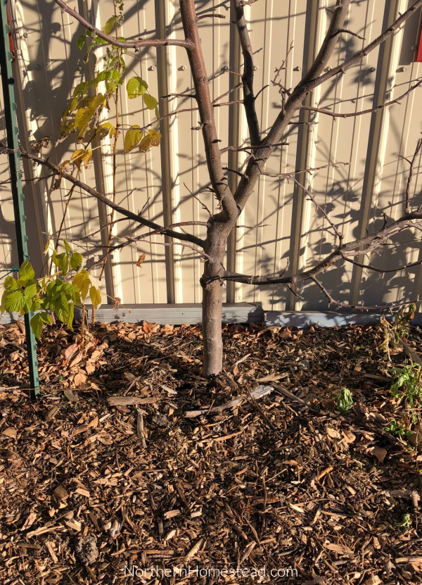 Preparing Fruit Trees for Winter in a Cold Climate