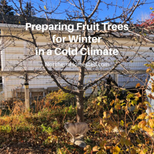 Preparing Fruit Trees for Winter in a Cold Climate