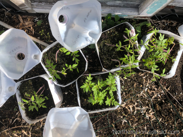 Starting Seeds Without Grow Lights