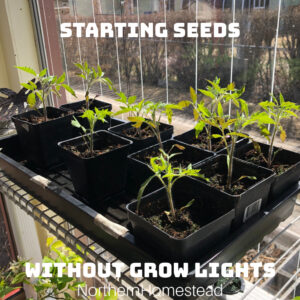 Starting Seeds Without Grow Lights