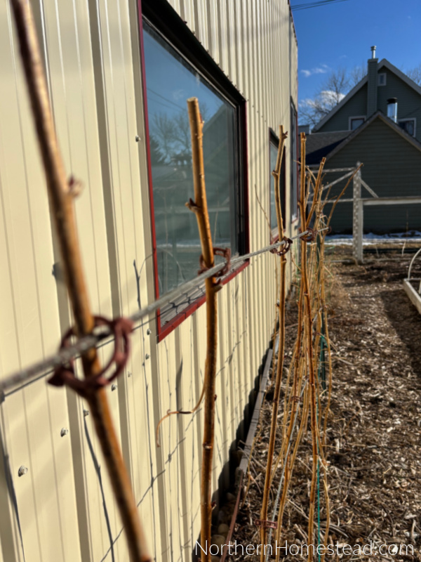 Supporting raspberies