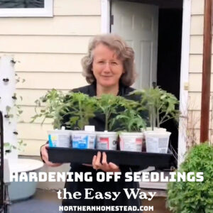 Hardening off Seedlings the Easy Way