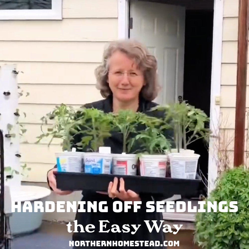 Hardening off Seedlings the Easy Way