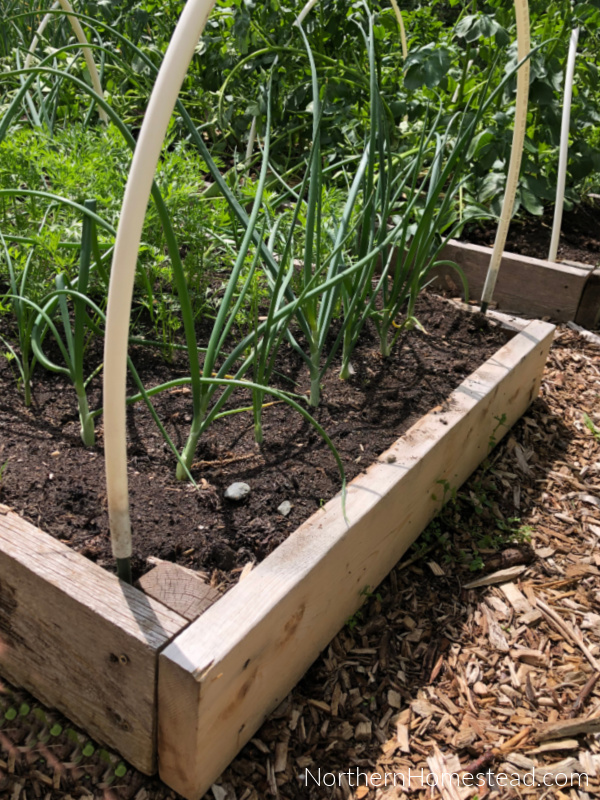 Exploring the Best Garden Bed Design 