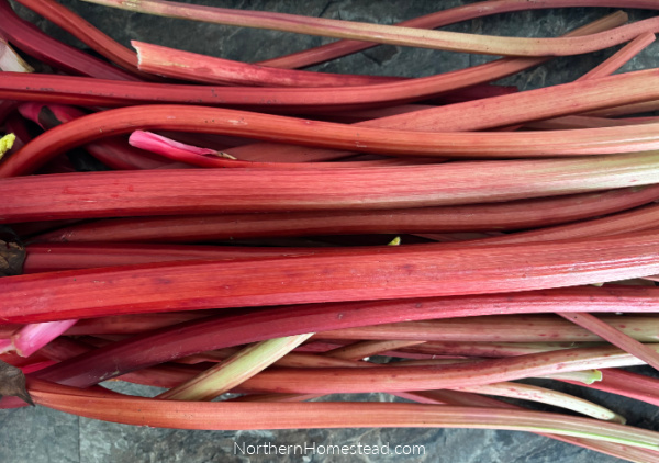Rhubarb in Syrup Canning Recipe