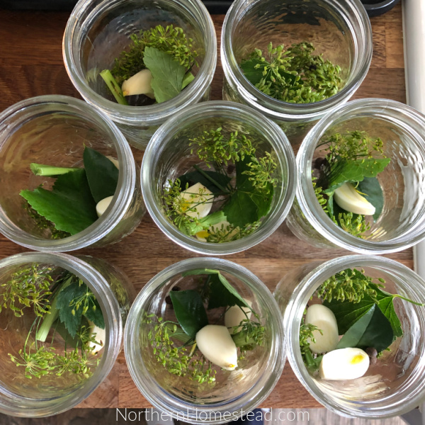 Russian Dill Pickles Recipe