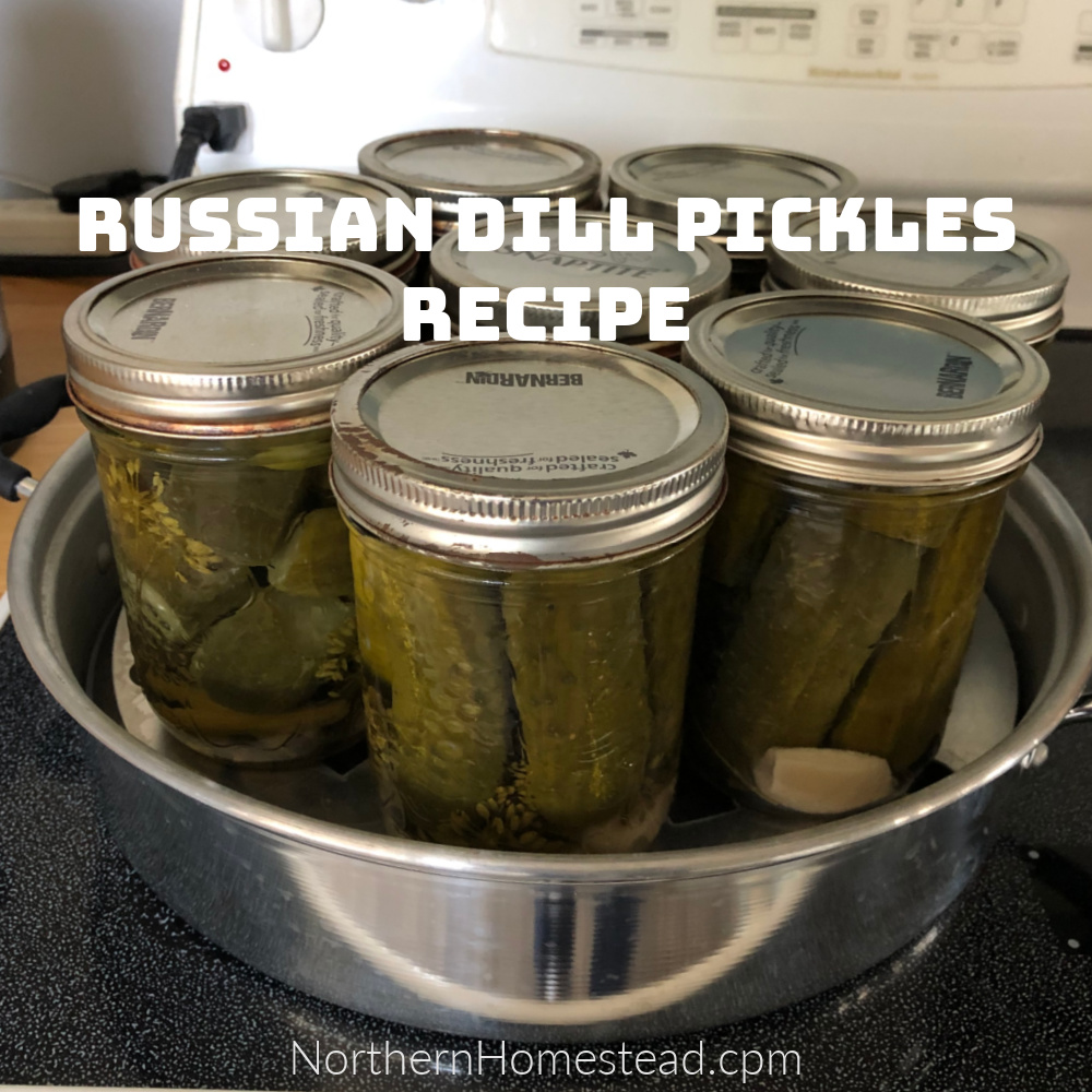Russian Dill Pickles Recipe