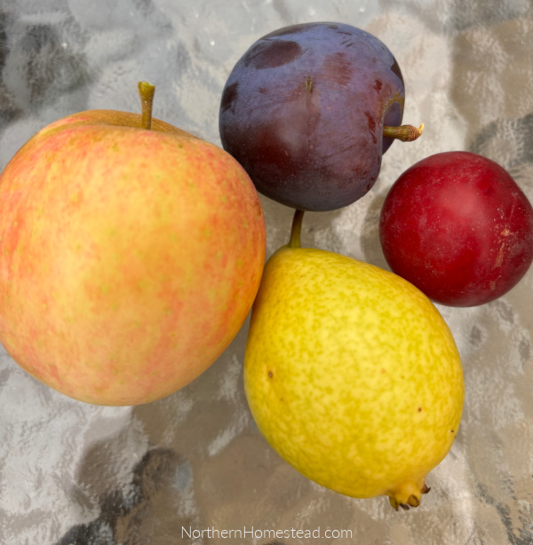 Picking Fruit and Berries at Their Peak