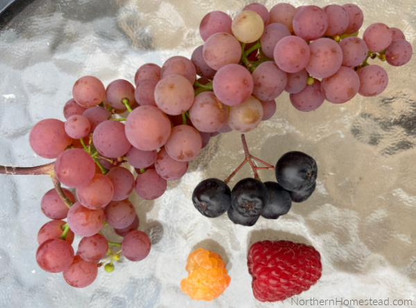 Picking Fruit and Berries at Their Peak