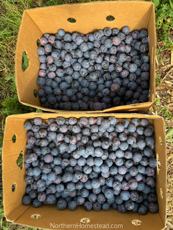 Plum Jam Recipe and other Plum Preserves