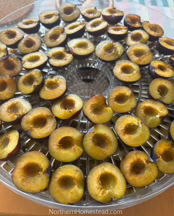 Plum Jam Recipe and other Plum Preserves
