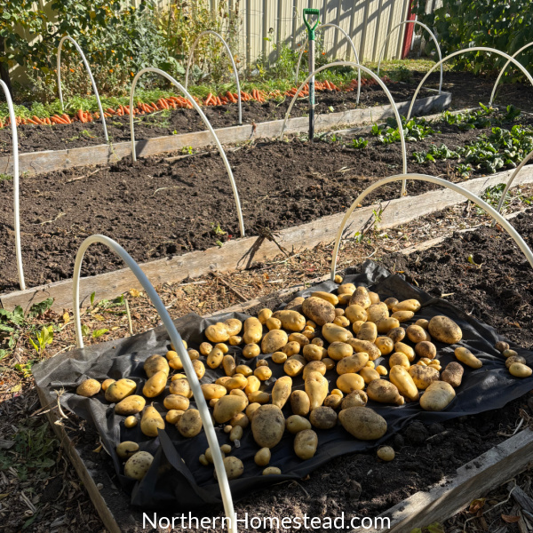 Garden update 2025