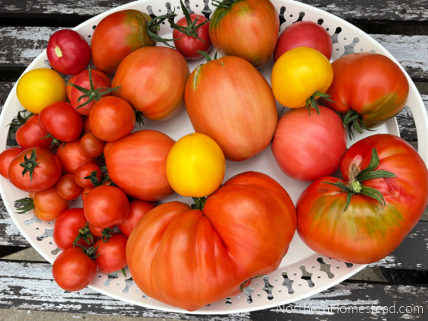Garden update 2025