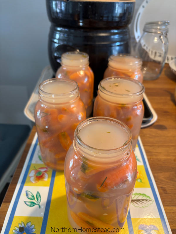 Fermented Baby Carrots or Carrot Sticks