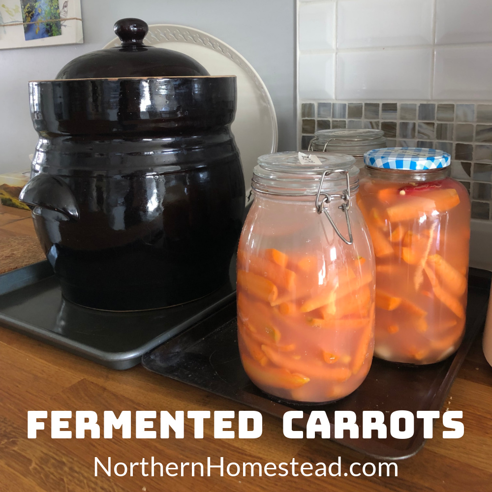 Fermented Baby Carrots or Carrot Sticks