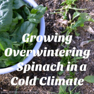 Growing overwintering spinach in a cold climate